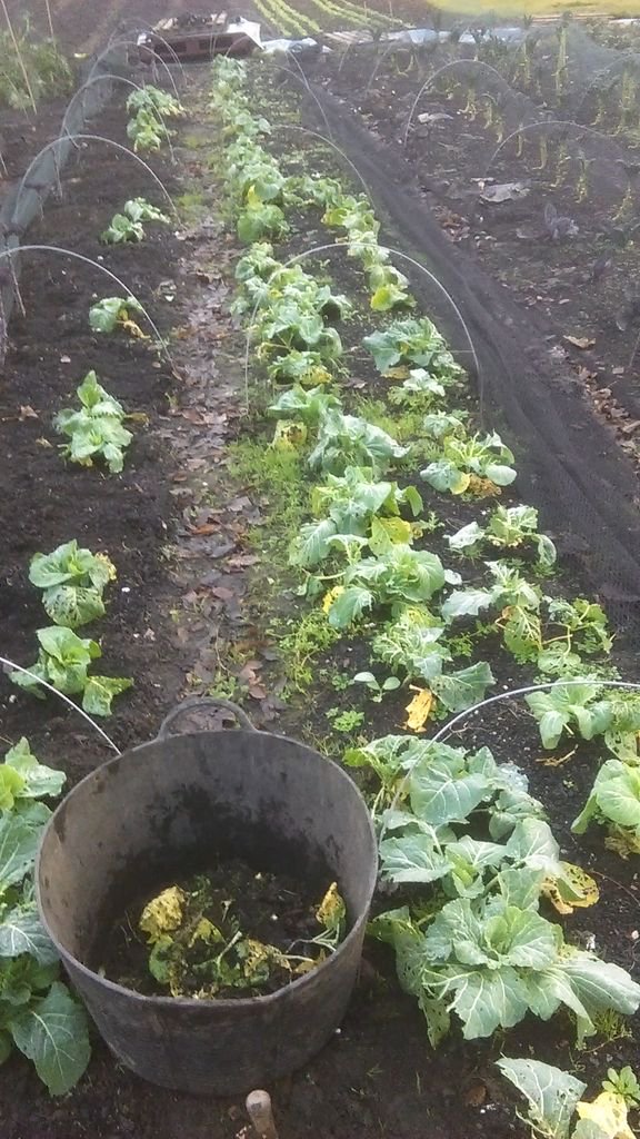 EdibleGarden1's tweet photo. Weeding the spring cabbages on the market garden hoping for a good crop March/April @BotanicsBites https://t.co/qyffD6AiN3