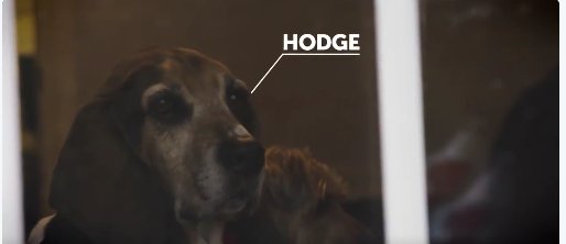 topdogtips's tweet image. #wintermeetings between #dog owners can be lots of fun. Meet Hodge, his owners asked #DirectFix to help him to walk better (without braking)