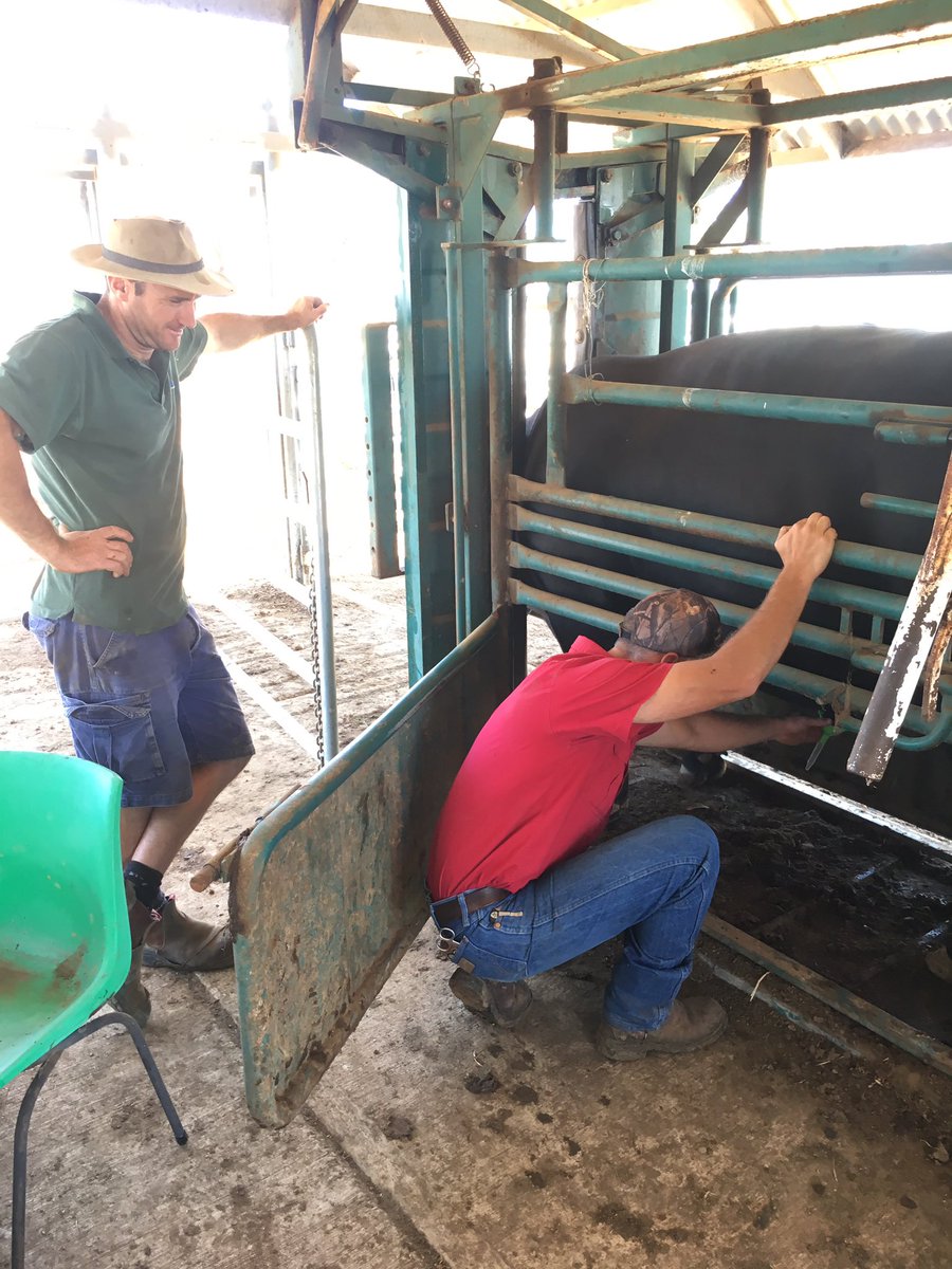 Making sure Scott's bulls are up to snuff to get cows up the duff. <a href="/scott_wandel/">Scott Wandel</a>