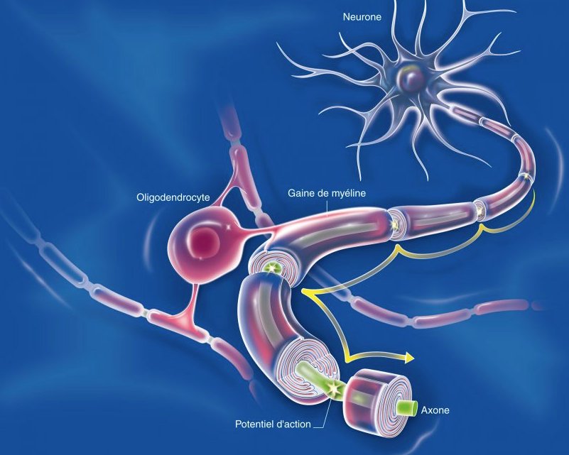 Testostérone au secours de la sclérose en plaques ? whywalkwhenyoucanrun.org/2016/12/20/tes…