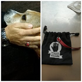 compromisomasco's tweet photo. Ester Villarroel adoptó a Sara con 10años porque quería dar una vida feliz a un perro mayor #invisibles #AdoptaUnJubilado #CompromisoMascota https://t.co/MkSB8oMP2I