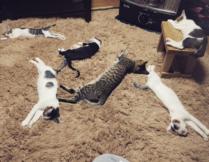 在 Twitter 上觀看圖片