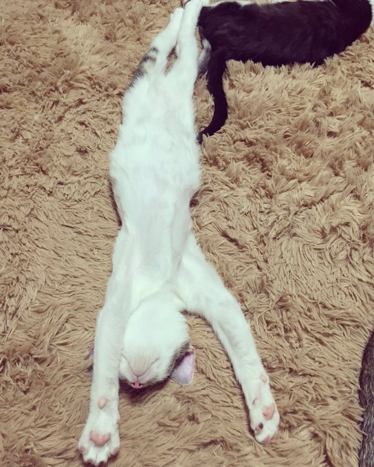 在 Twitter 上觀看圖片