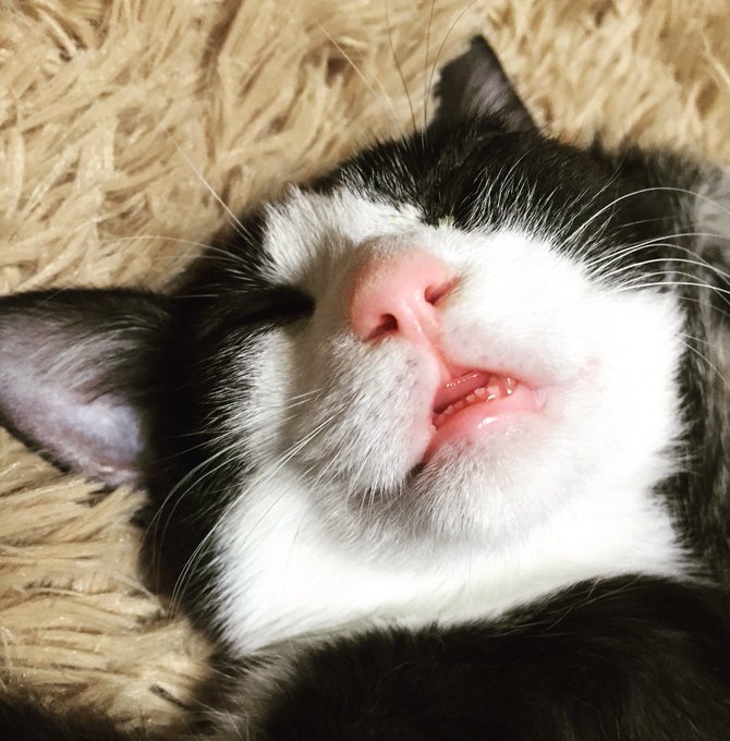 在 Twitter 上觀看圖片