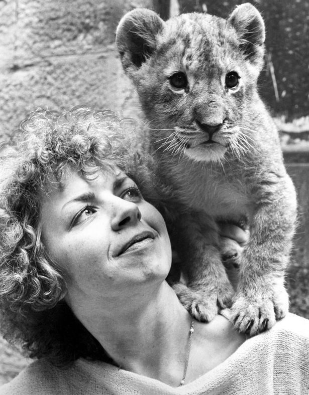 Marbles the lion cub being looked after by Denise Hammond at Lambton Pleasure Park. ow.ly/lYBs307ieGY