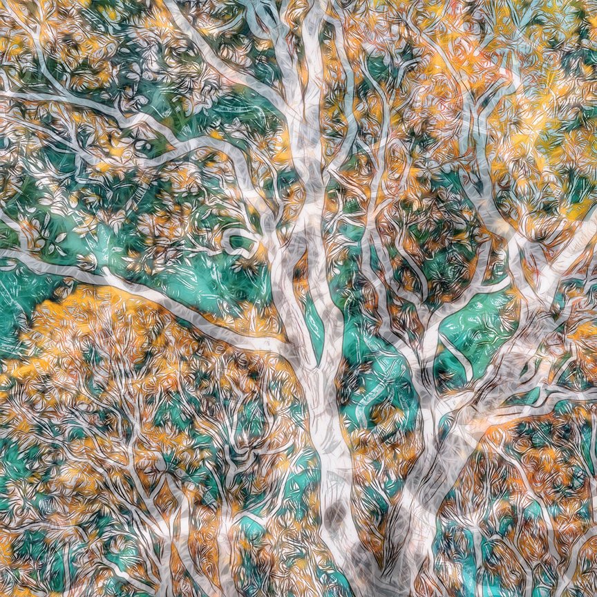 AMliquidlight's tweet image. botanical gardens Sheffield, Anthony Marshall Improvising with Light