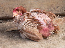 SavetheDolphin1's tweet photo. This is the result of legalized animal abuse, End #AnimalAbuse #justice4Hens #EndCaptivity #Right2Freedom #Right2Life #Animalliberation https://t.co/OhXE5oKP0h