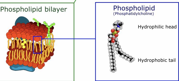 POTUCM's tweet photo. The phospholipids that make me up make a great team! #OrganelleVote2016 https://t.co/M05lpI6DHQ