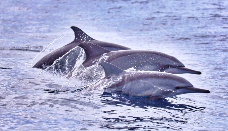 okezonenews's tweet image. Fantastik, Pemain Jet Ski Arungi Laut Bersama Ratusan Lumba-Lumba okz.me/CXngH