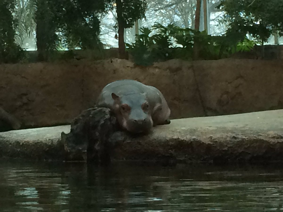 vinther_maria's tweet photo. Med 8.d i Zoo. @KlostermSkole #okapiunge-overvågning https://t.co/tRa52Kee7G