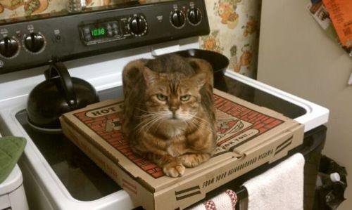 purringtonpost's tweet photo. "Cats can work out mathematically the exact place to sit that will cause most inconvenience." ~ Pam Brown #catlove https://t.co/qRoyGLAVpU
