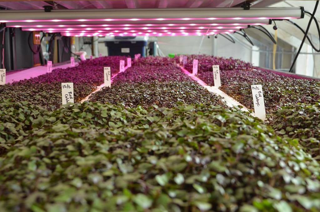 upwardfarms's tweet photo. Full of microgreens, packed with nutrition #health #localproduce #modernfarmer #localprodu… https://t.co/6izsl1kIoR https://t.co/SV8qexea4k
