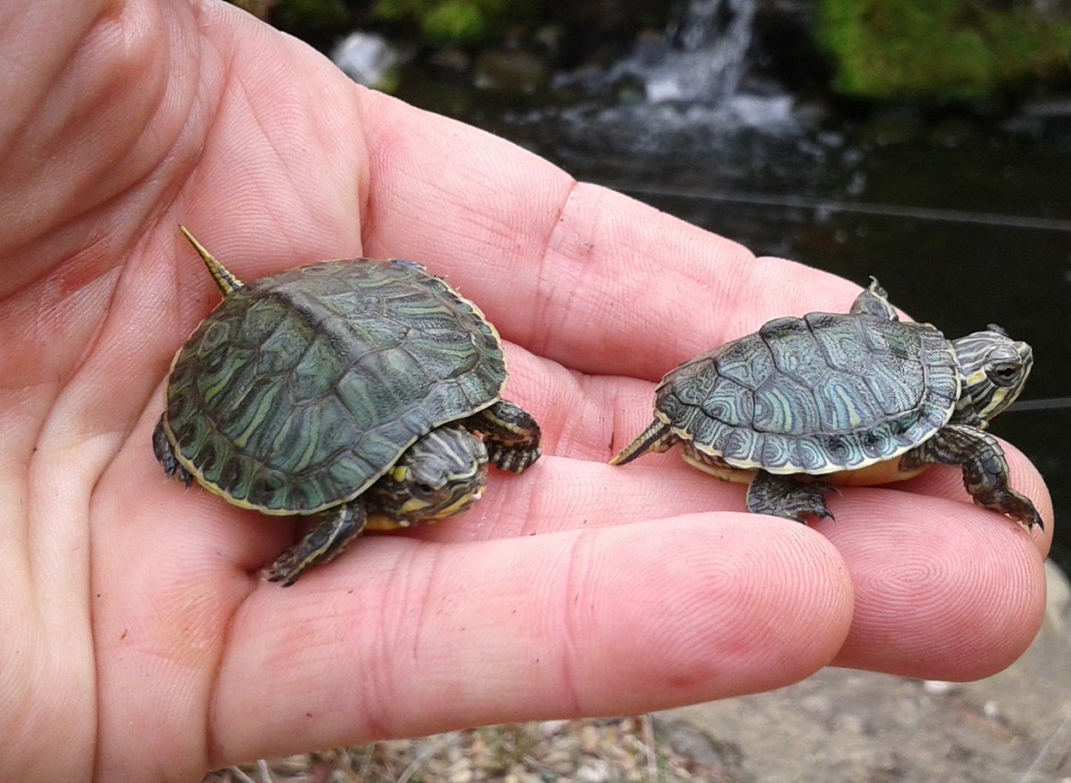 Brett Crosby tweet media