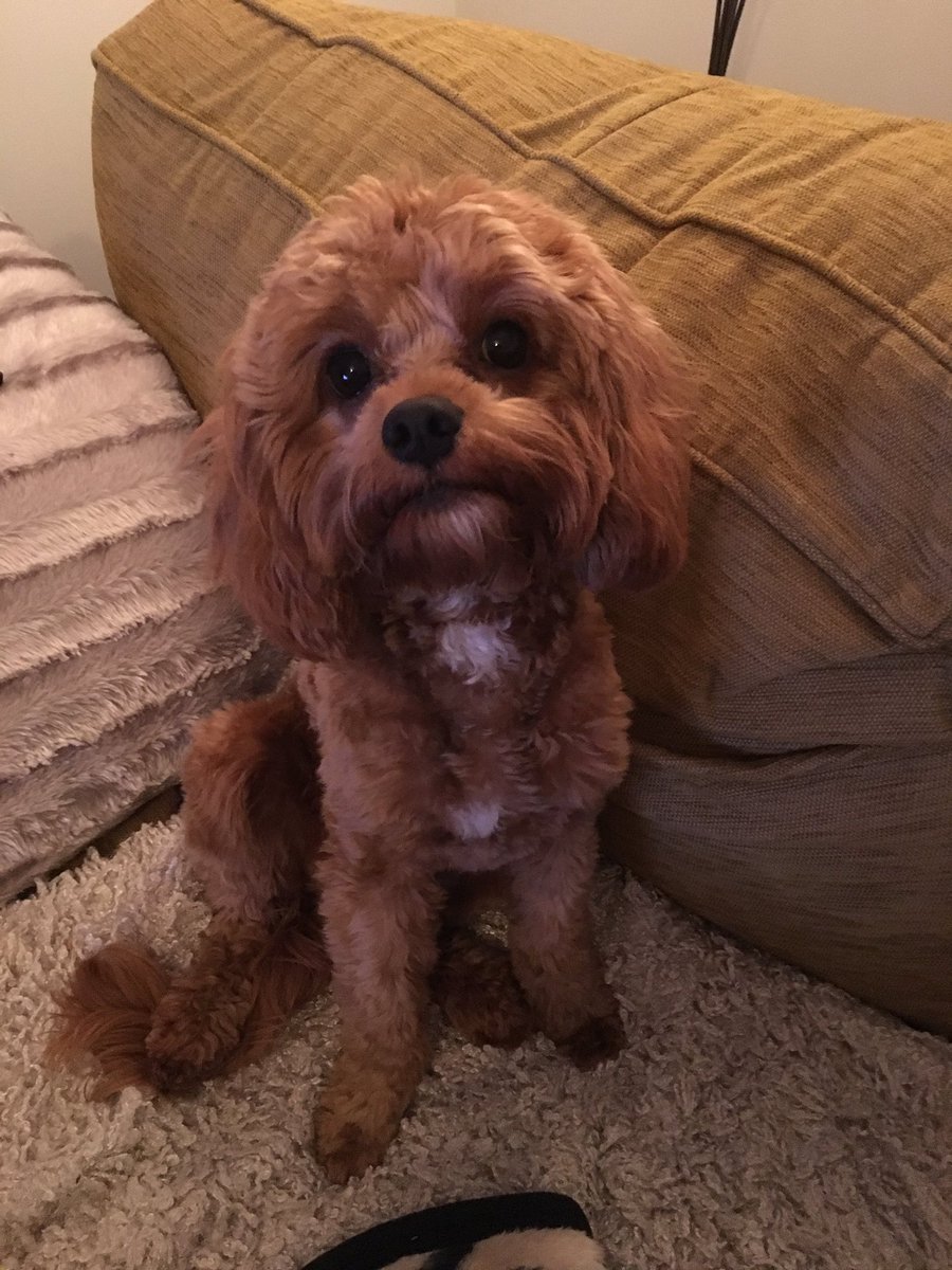 _KateJaneJones's tweet photo. @JayneMayJones_ 🐶 https://t.co/UNkBCOVnV5