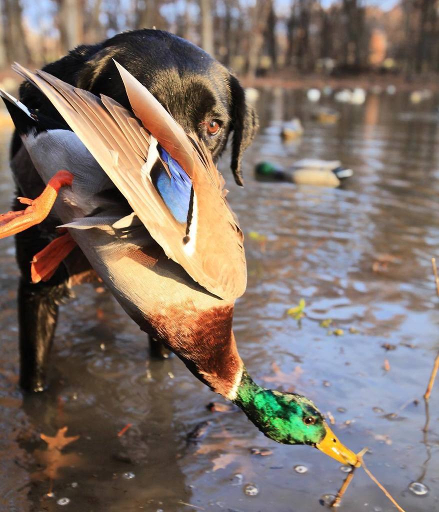 TonyVandemore's tweet photo. Ki won. 
#Duck16 #ArmourDogs #Benelli #UAHunt #UAFowl https://t.co/GcLMbLujni https://t.co/5c2GXEUzYb