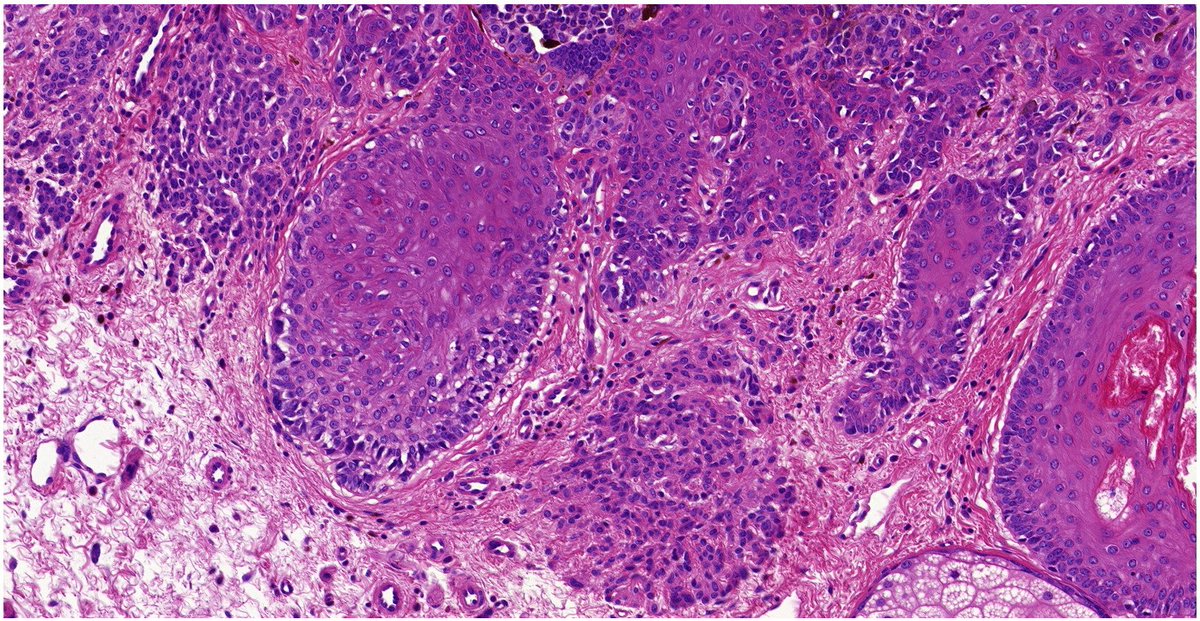 PathologyTweet tweet picture