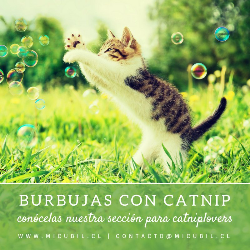 Con estas burbujas con extracto de hierba gatera tu gato se va a divertir por montones (y tu también): bit.ly/CatnipBB