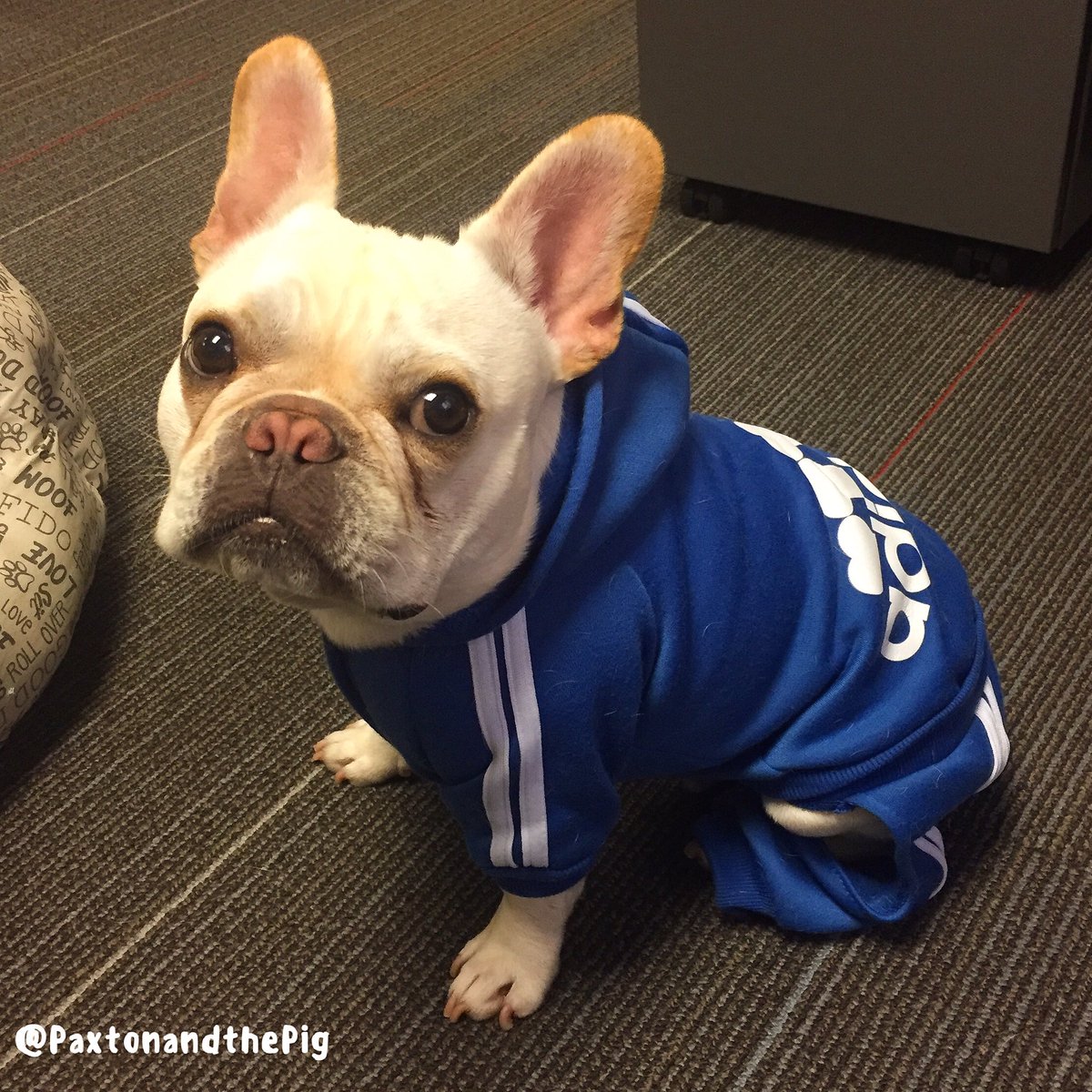 adidas french bulldog hoodie