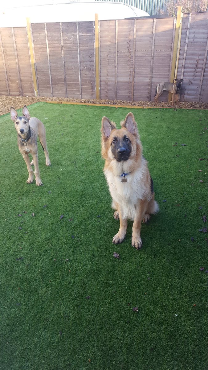 letsgoddc's tweet image. This is Blade and he is a gorgeous boy. First day at doggy day care. #Oxfordshire #ewelme #GermanShepherd #puppy #dogs