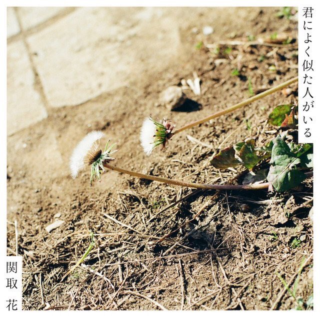 関取 花 拡散希望 17年2月15日 ニューアルバム 君によく似た人がいる をリリースします 自信あります 歌詞 曲 そして参加ミュージシャンの皆さん 日本一だと思ってます 聴いてくれないと痩せちゃうぞ 売れろ