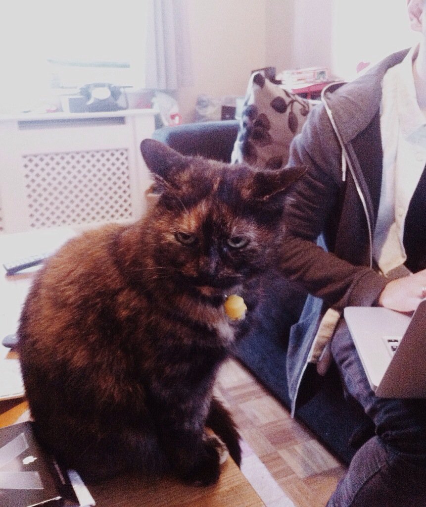 beccarr11's tweet image. Smitten looks pleased to see us...😳

Popped over to @OuthouseStudios for a mad demo frenzy. 
instagram.com/p/BOPc6l0DZHT/