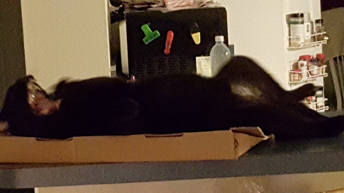 jan_inhr's tweet photo. Just chilling on his pizza box https://t.co/JOTstMa4Lf