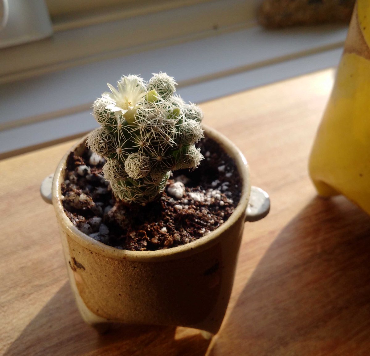 Laura Herring ( lauraherring88) Twitter