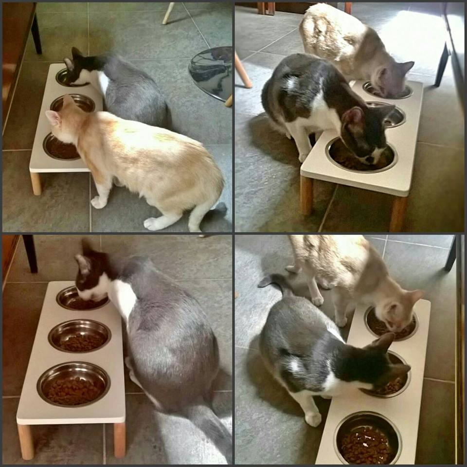 BalearicPet's tweet photo. Donde comen 2 comen 3 😋😜😝 Comedero elevado triplex -- BALEARIC https://t.co/9hgEMsCRe4