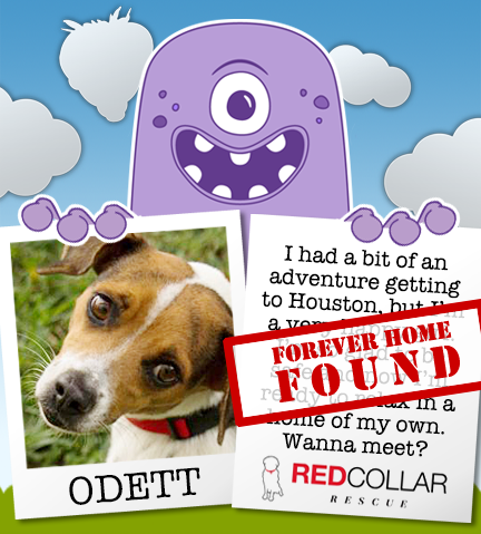 Yay RED Collar Rescue! Odett has found a forever home just in time for the holidays.