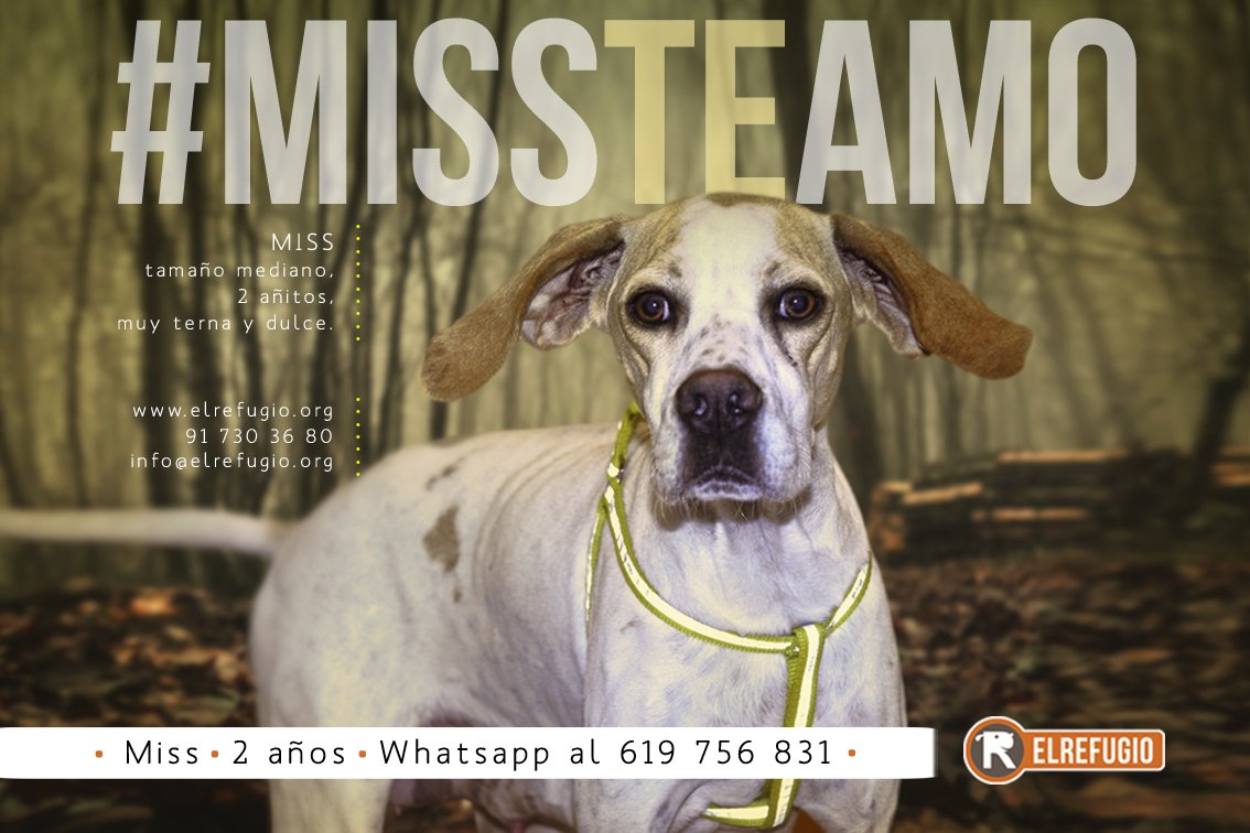 el_refugio's tweet photo. Al Amor podrás ignorarlo,
podrás llegar incluso a abandonarlo,
pero nunca jamás podrás comprarlo.
No compres. Adopta a Miss. #hashadopt https://t.co/1LBQUlWPcd