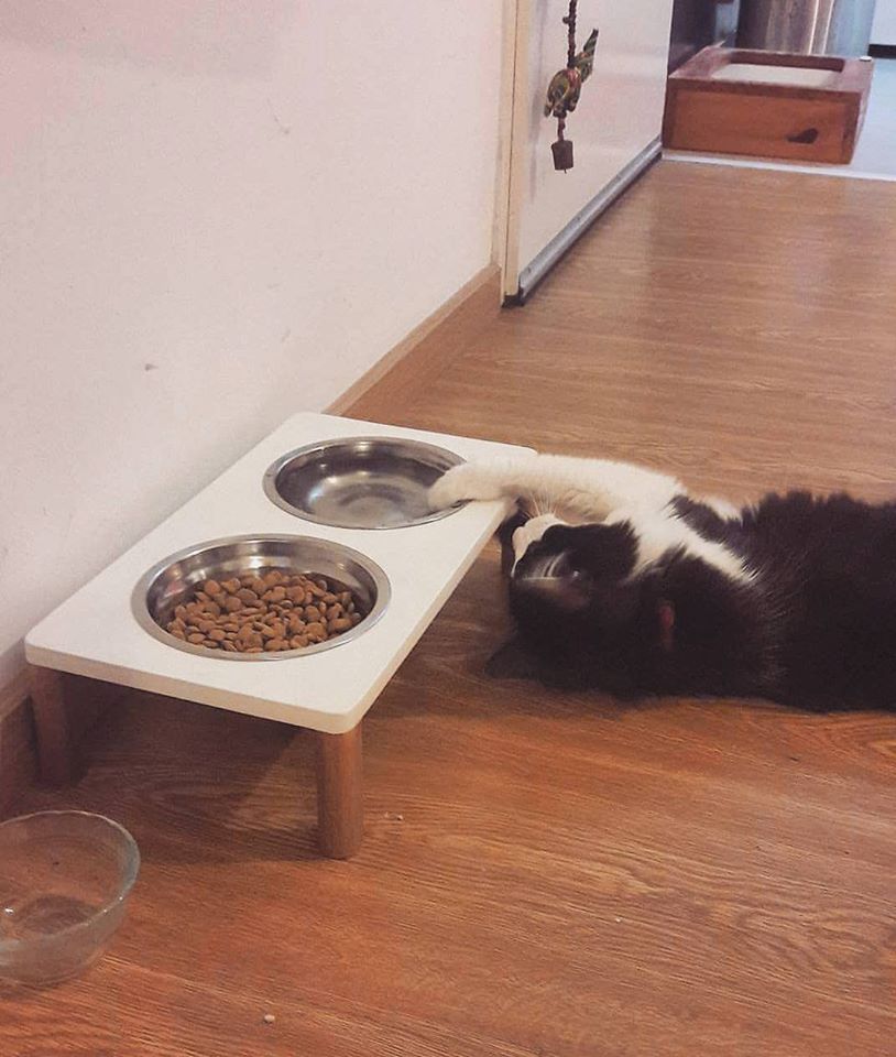 BalearicPet's tweet photo. https://t.co/Wdg9upE4CQ