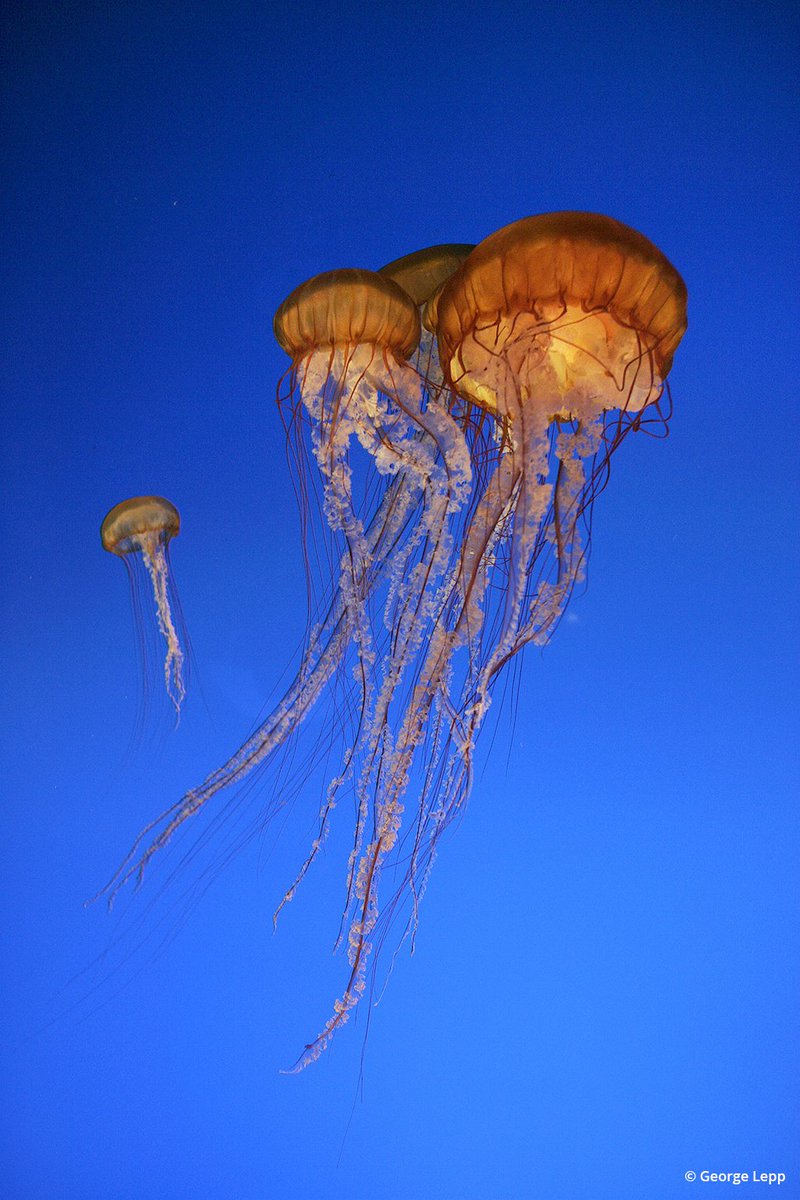 Tech Tips: Answering readers' questions on photographing in an aquarium, photographing wildlife on a budget &amp; more. bit.ly/2hbQGHF