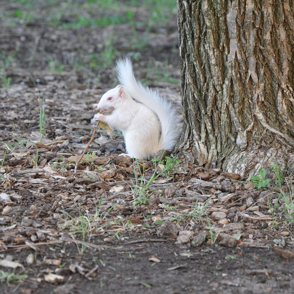 UNTStaffSenate's tweet photo. We're sad to report that Lucky, our beloved #UNT albino squirrel, died this morning. He will be missed. #riplucky #untsquirrel https://t.co/FuBgFgk8iy