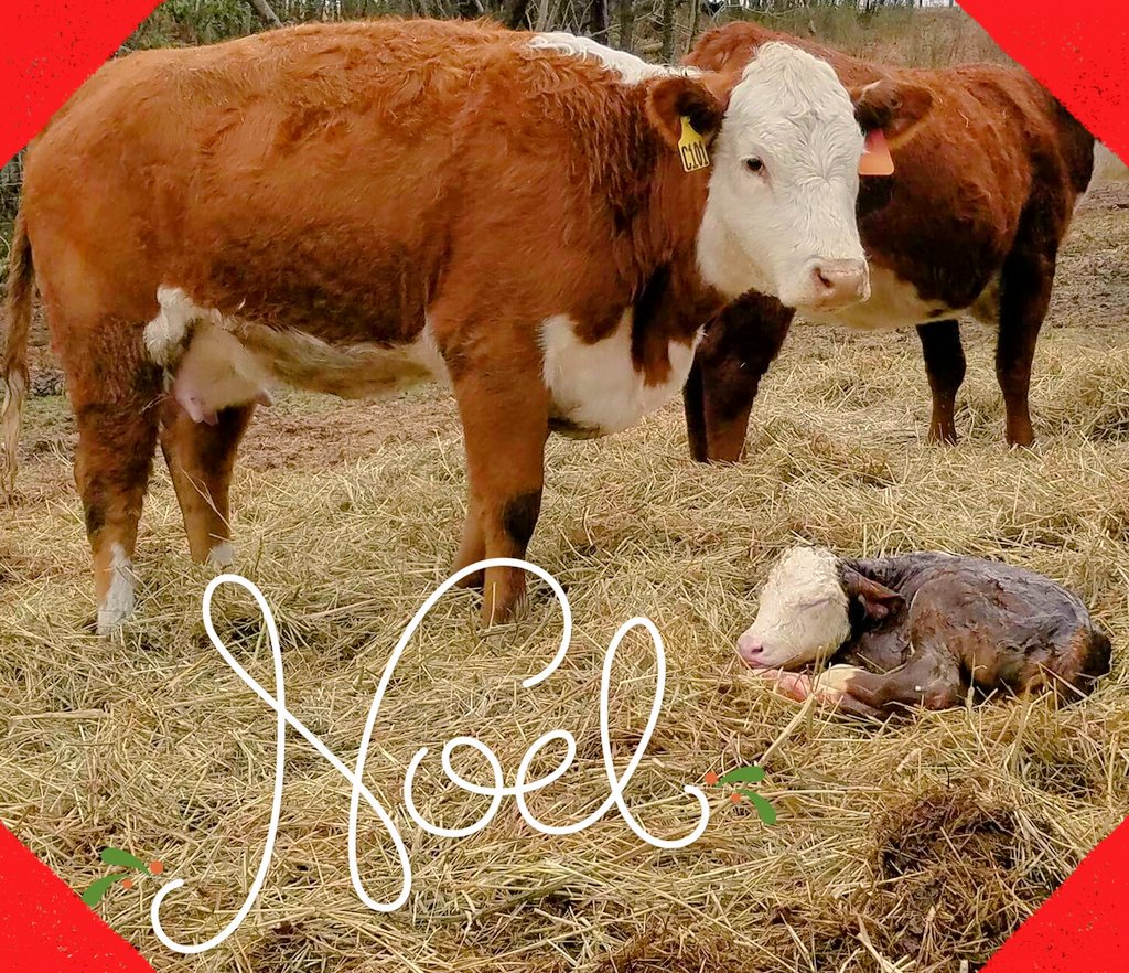 Ridgetopfarms's tweet photo. Early Christmas Surprise. An On Target 22S baby... meet RF Southern Noel 22S #Hereford #farmlife #acceleratedgenetics https://t.co/crGUALVqlF