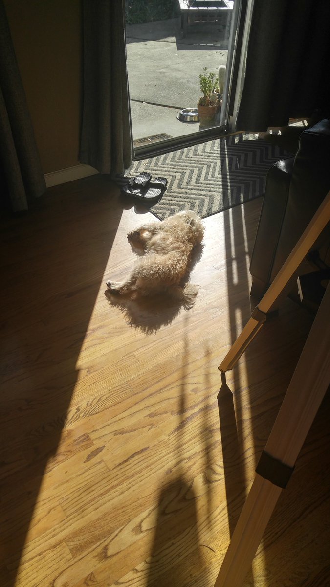 GizmoIsSleepy's tweet photo. So pooped. At least I found this sliver of 🌞 https://t.co/gQorERzyYt