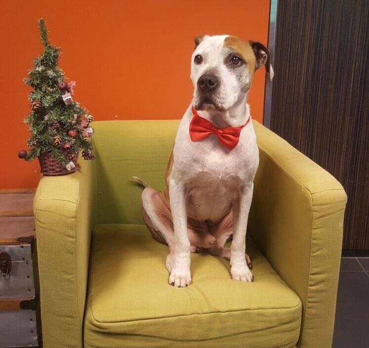 Friso breekt m'n hart. En hij heeft nog wel z'n mooiste strik omgedaan voor de foto