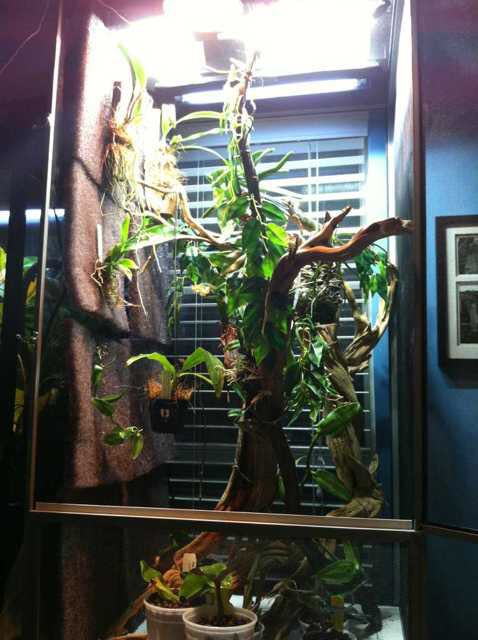 ThePascal's tweet photo. We can also be pets too, here's my second home in Rapunzel's tower @TVHSscience #tecvoc #tecvocbiology https://t.co/5er7akwtOz