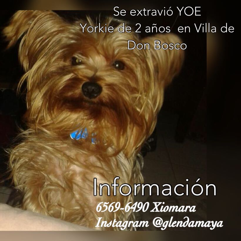 PanamenitaViMia's tweet photo. Aún no aparece!
Estamos tan tristes como él.
Por favor, ayúdanos a divulgar. https://t.co/RyNfmZorKH