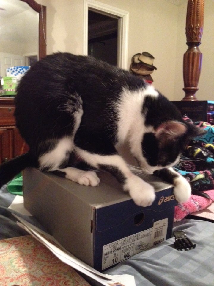 ADCOIndustries's tweet photo. Where DID I leave that box cutter ???????? #CatsOfTwitter #safety https://t.co/v1tIE1CIu4