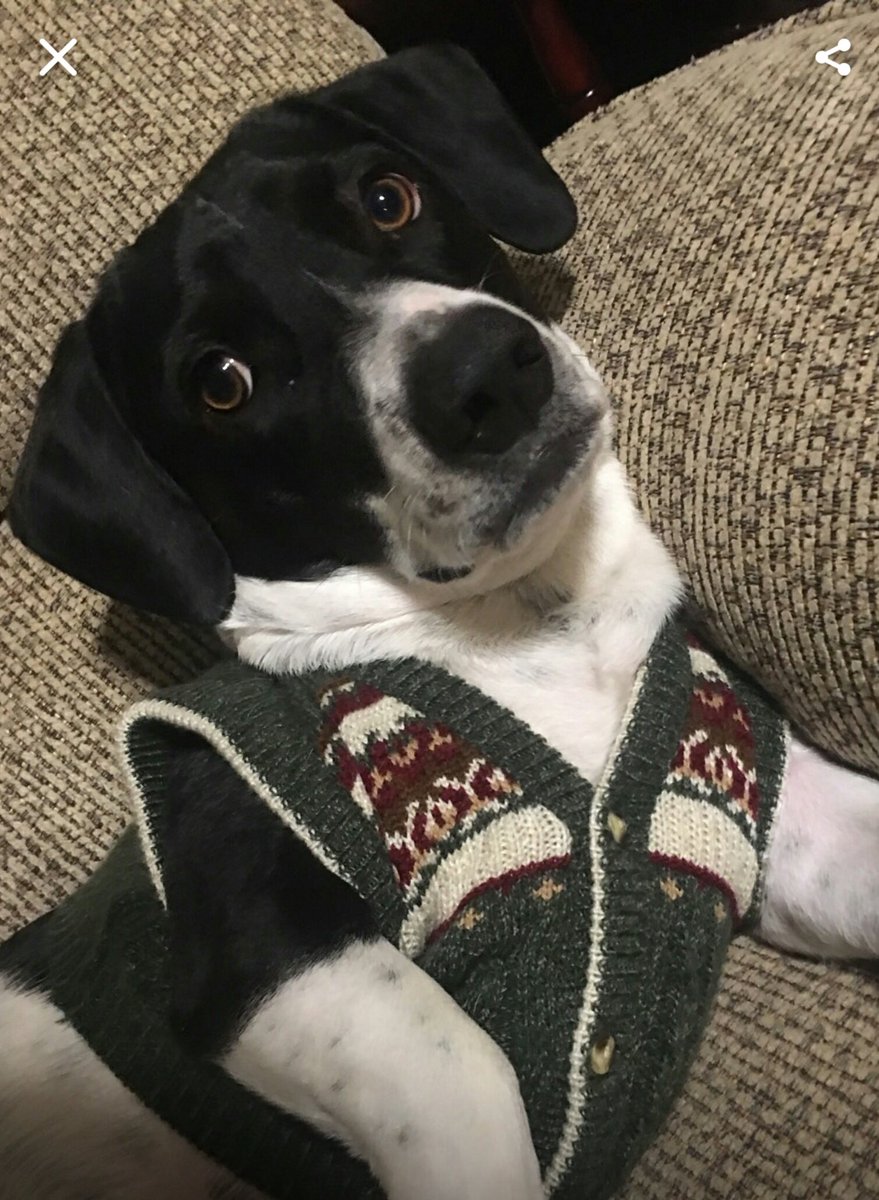 Babe our kids after dressing them up in Christmas outfits 😁 <a href="/MysticVampCare/">Hiatus</a>  <a href="/HHmikaelson/">Mason</a> @LittleScreamer_ @milkaelson3 <a href="/HotChocJunky/">👅 Elli 🦄</a>