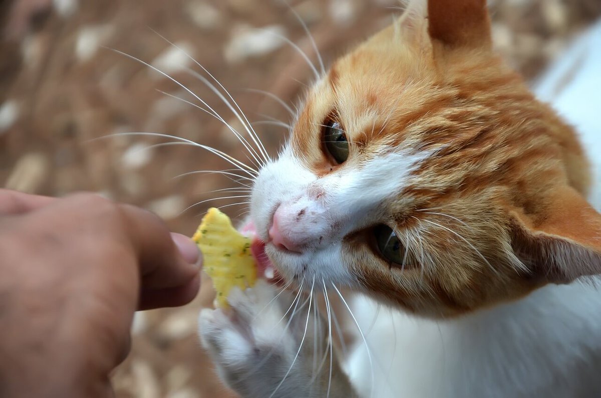 Pet_tek_Dist's tweet photo. Dangerous foods for your Cat
https://t.co/hxqA2zAxCR https://t.co/XOjtzTdwsH
