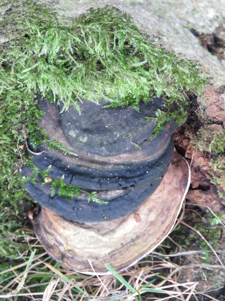 .<a href="/Trentham_Park/">Trentham Park GC</a> has a terrifically super assortment of #nature milling around. Care to take a look?