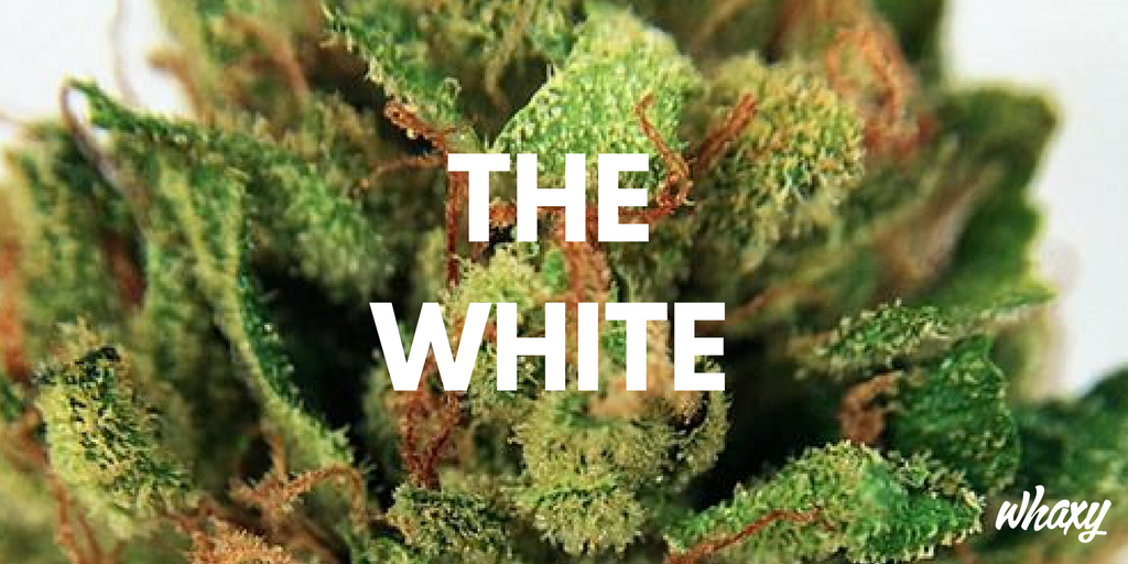 HighBrandMedia's tweet photo. Heavy hitting hybrid strain. Flowers Smell Delightful! Scents of Sweet Tropical Fruit with Skunk &amp; Eart... https://t.co/FQ6zgZRUs1 @WeedFeed https://t.co/Ri7KsxZjiM