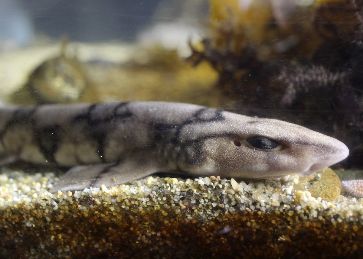 NEAQ's tweet photo. Look for the chain dogfish in the Northern Waters gallery. They will be looking for you. #smallshark https://t.co/S6z0Odz61Z