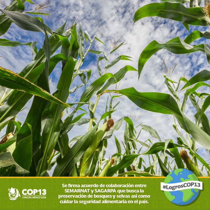 La #COP13 genera un espacio de acuerdos entre distintas secretarías, para la conservación de la #biodiversidad. #LogrosCOP13