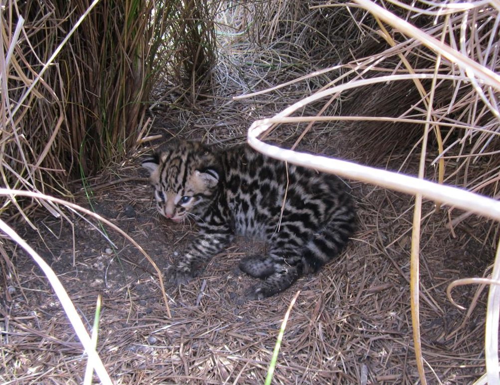Ocelot cub