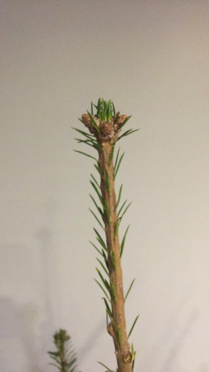 Hanna_idir's tweet photo. jurez mon sapin on dirait pas Sid de l'âge de glace? 😂 https://t.co/VzO8QxthIX