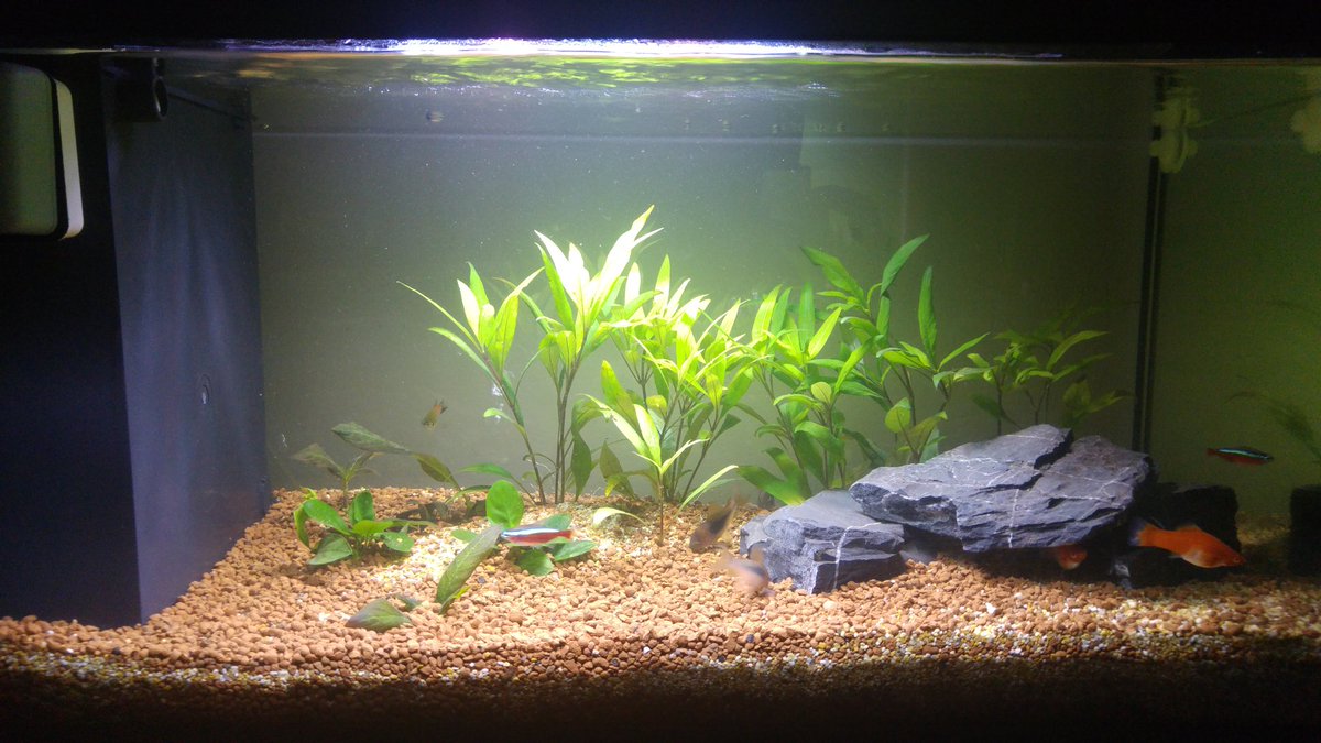 Mirkoneone's tweet photo. Il mio piccolo mondo #acquario #relax https://t.co/ec0RHeHKsy