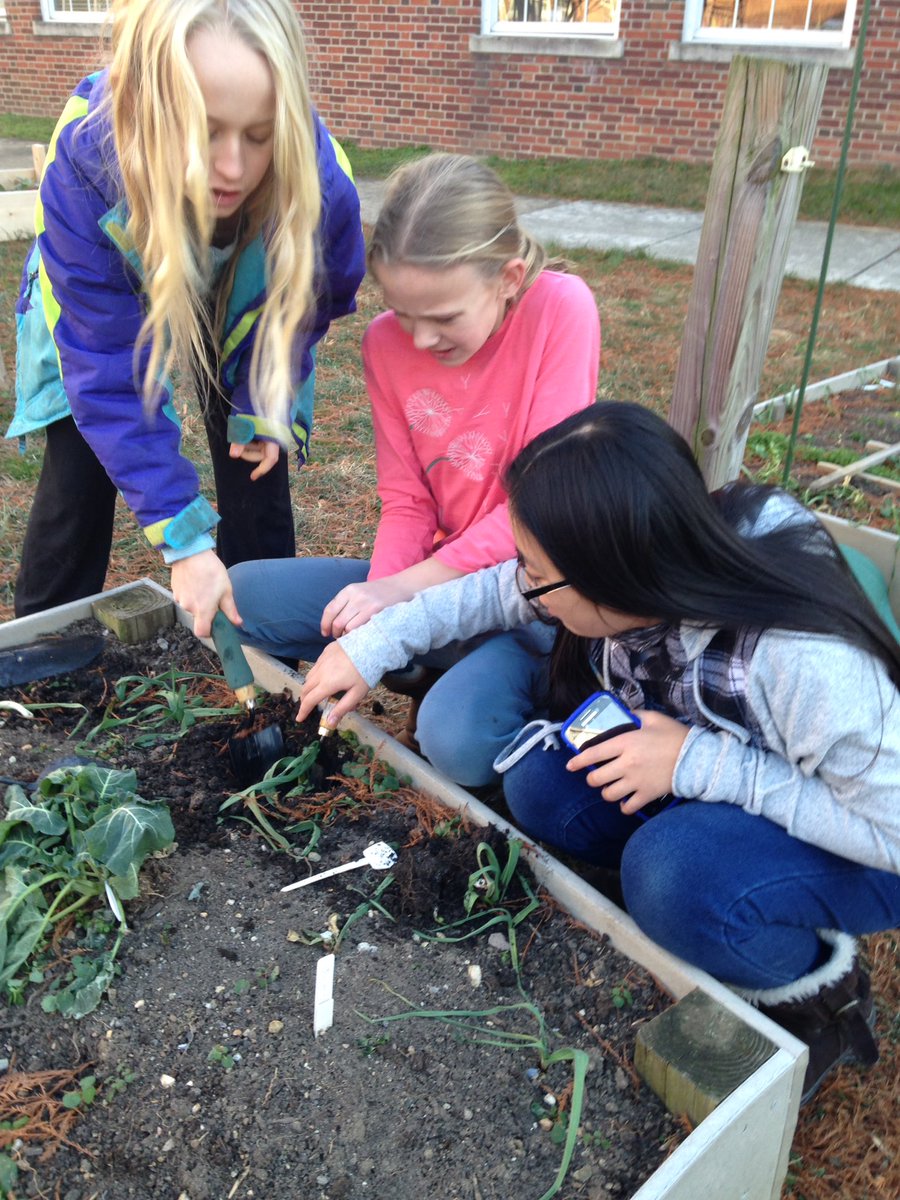 SSIMS_SCES_OC's tweet photo. Cold weather doesn't stop the SSIMS Green Team! Harvesting garlic. @SSIMSGreenTeam @SSIMSPrincipal #outdoorclassroom https://t.co/PYJlF9ucNp