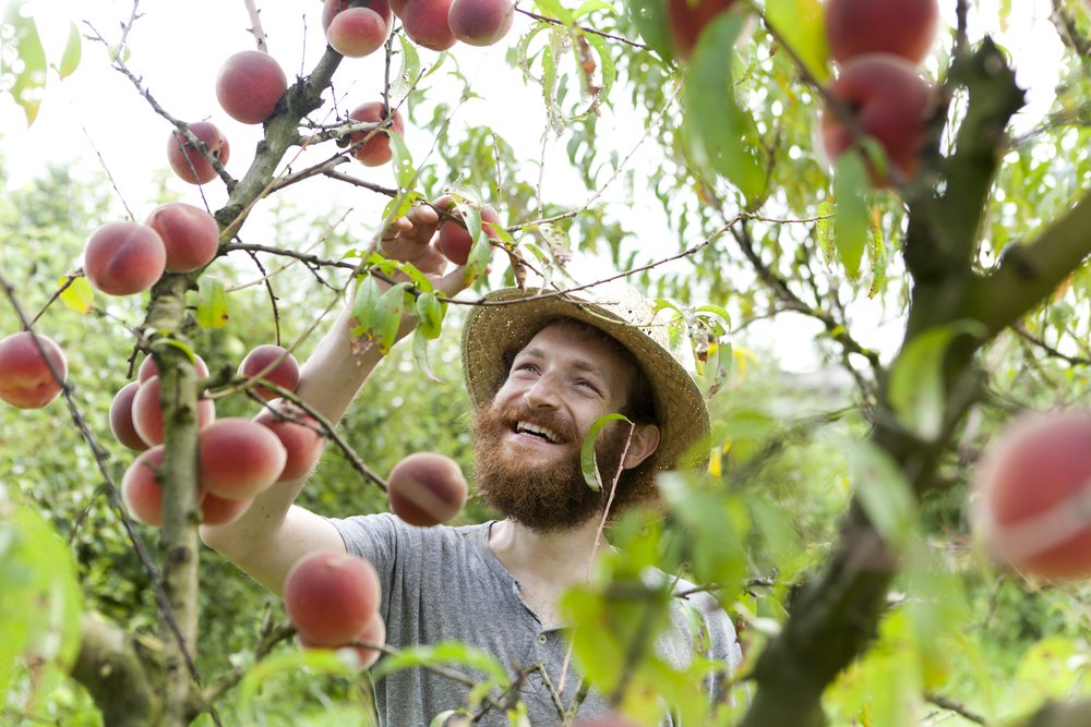 Hort_Au's tweet photo. More than 20 hort industry scholarships up for grabs, don't miss out @Ruralweekly @AUSVEG @NGI_NEWS https://t.co/Sj9Np2SHhk @CountryNews_mmg https://t.co/EWH6dv5PRA